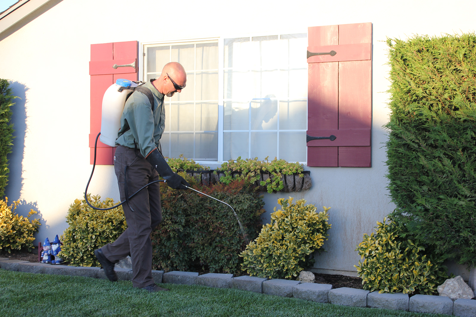 A professional exterminator from a Cook County extermination service, wearing protective gear and a backpack sprayer, is treating bushes in front of a residential house with red shutters. The technician is focused on the task, ensuring thorough pest control around the property's foundation and landscaping. The scene highlights the importance of professional exterminators in maintaining a pest-free home environment.