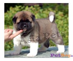 Dog for Sale in ahmedabad