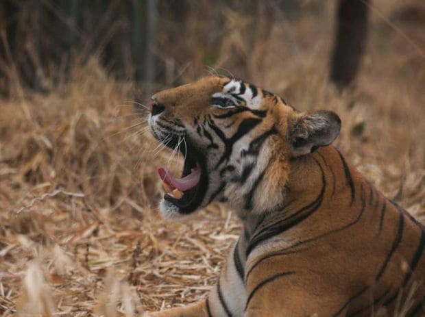 Jhalana Leopard Safari Tour Packages