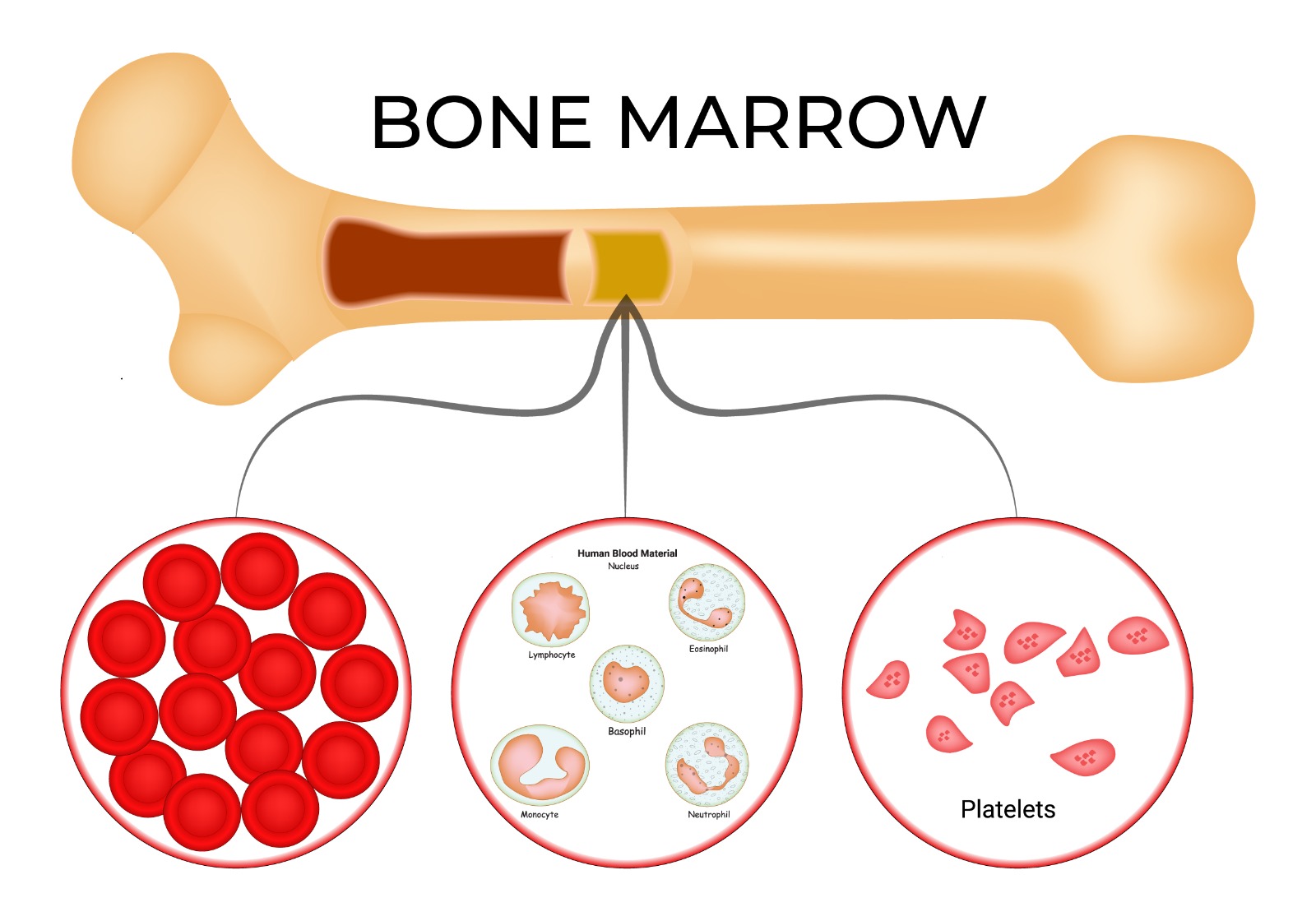 PRP Therapy for Bone marrow in Dallas
