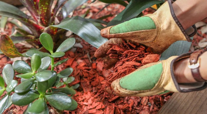 mulching North Shore