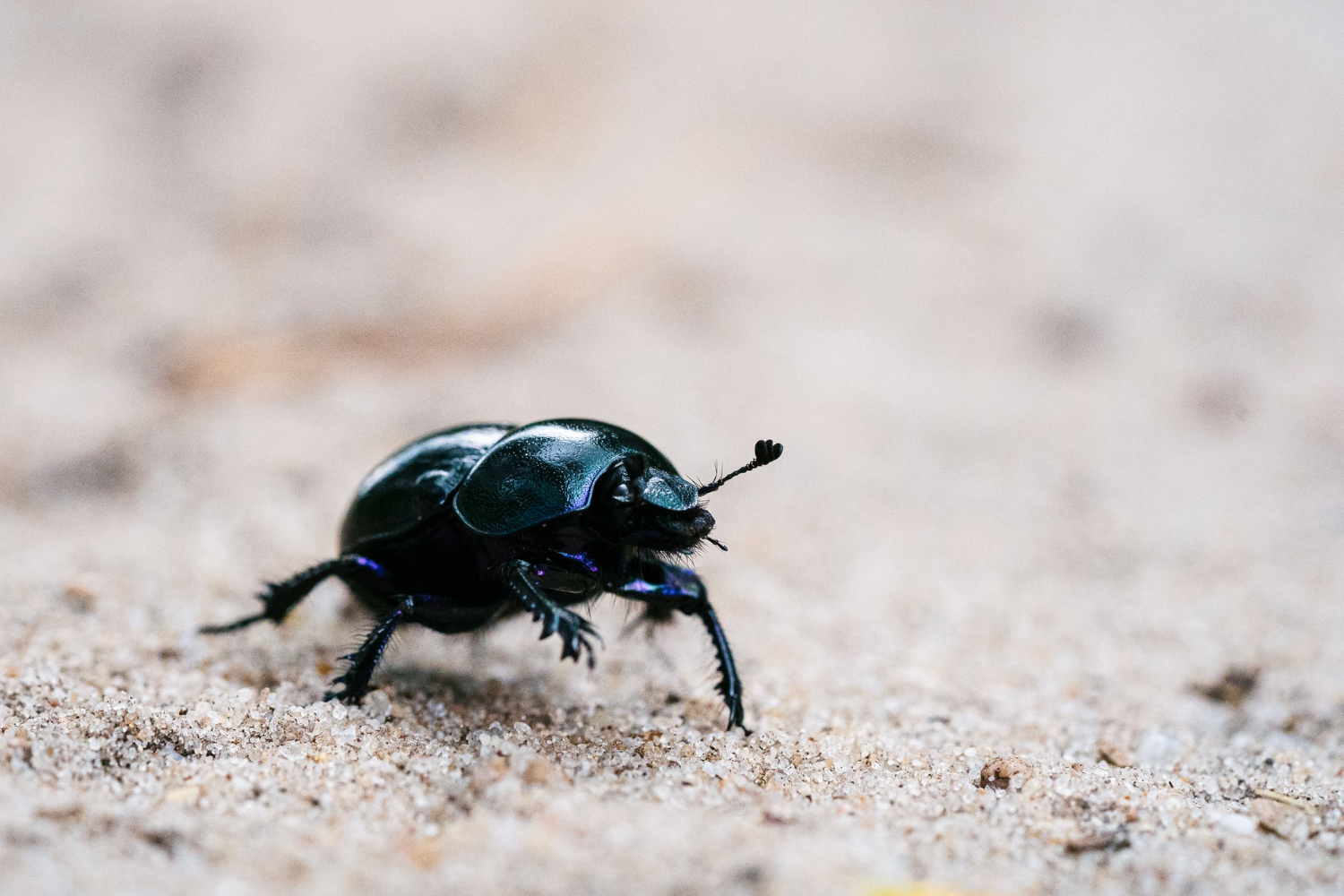 carpet beetle treatment