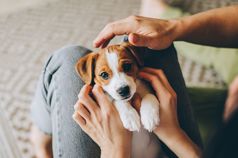 What Are the Best Ways to Prepare for a New Puppy?