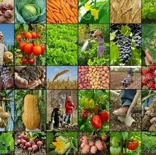 Wholesale Supplier in India