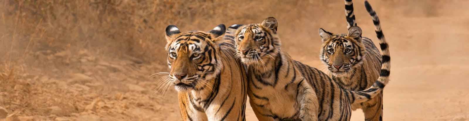 Ranthambore weekend package