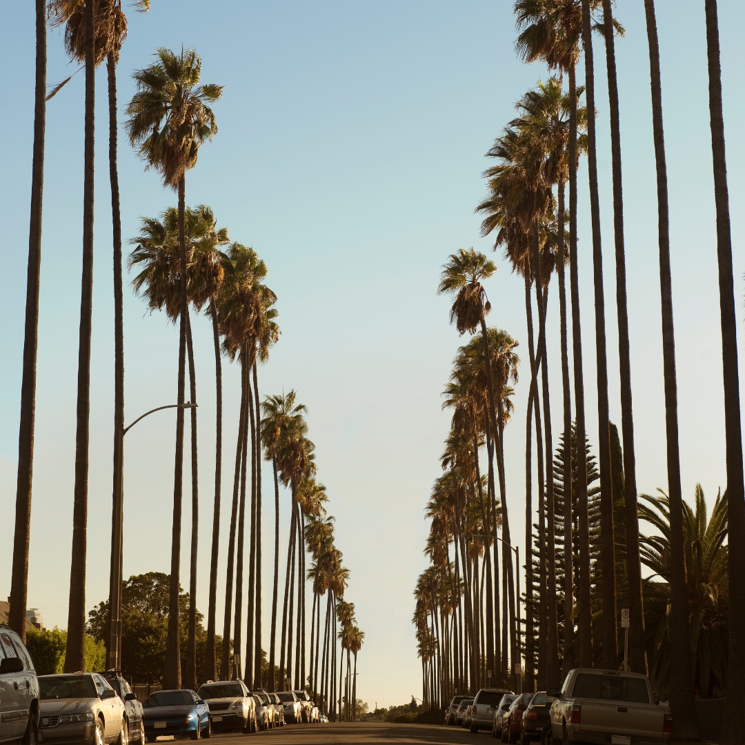 Palm Tree Maintenance