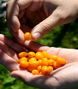 Sea Buckthorn in India