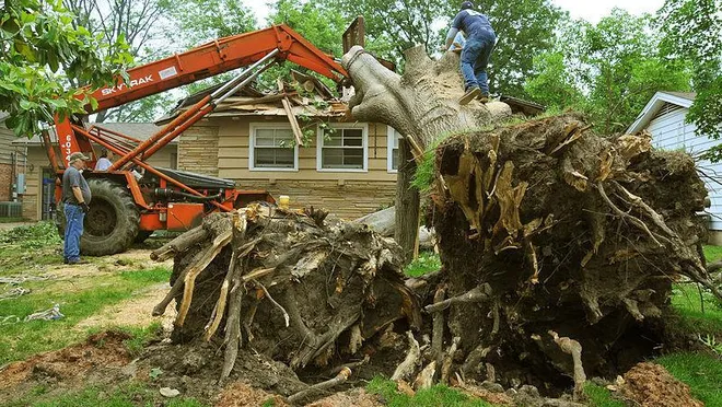 Tree Cutting Service Union City NJ