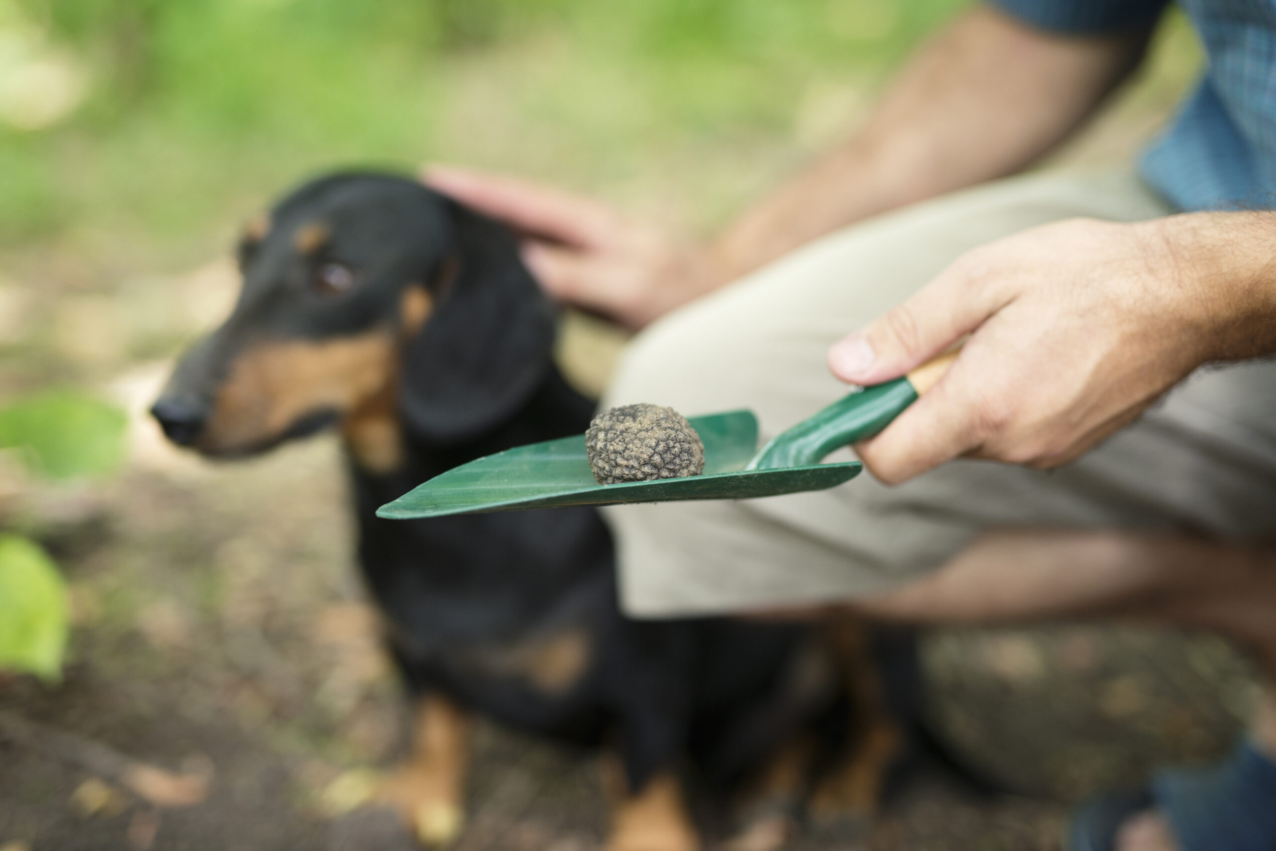 Gogostik: The Ultimate Guide to Pooper Scooper Services and Why We're the Best
