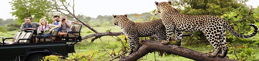 Ranthambore Tiger weekend tour