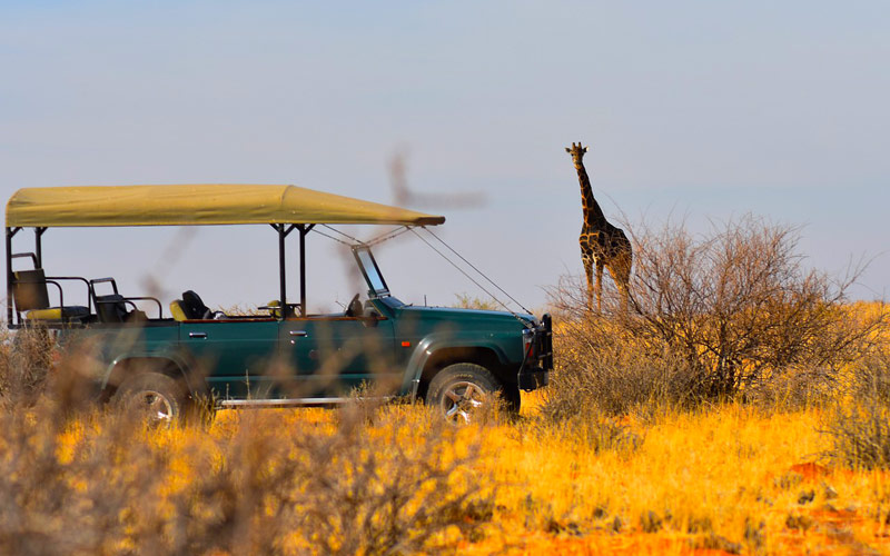 Tanzania Safaris