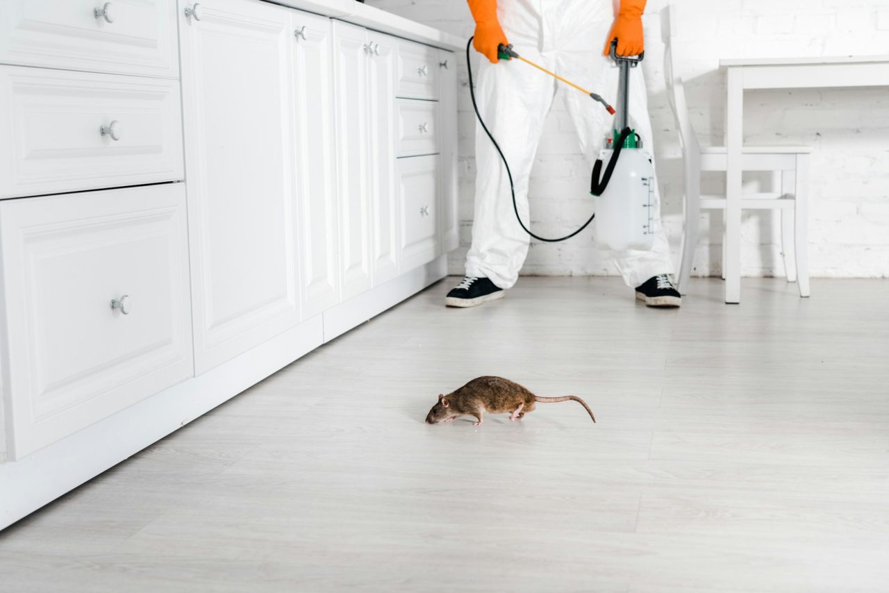Best Pest Control in Jaipur