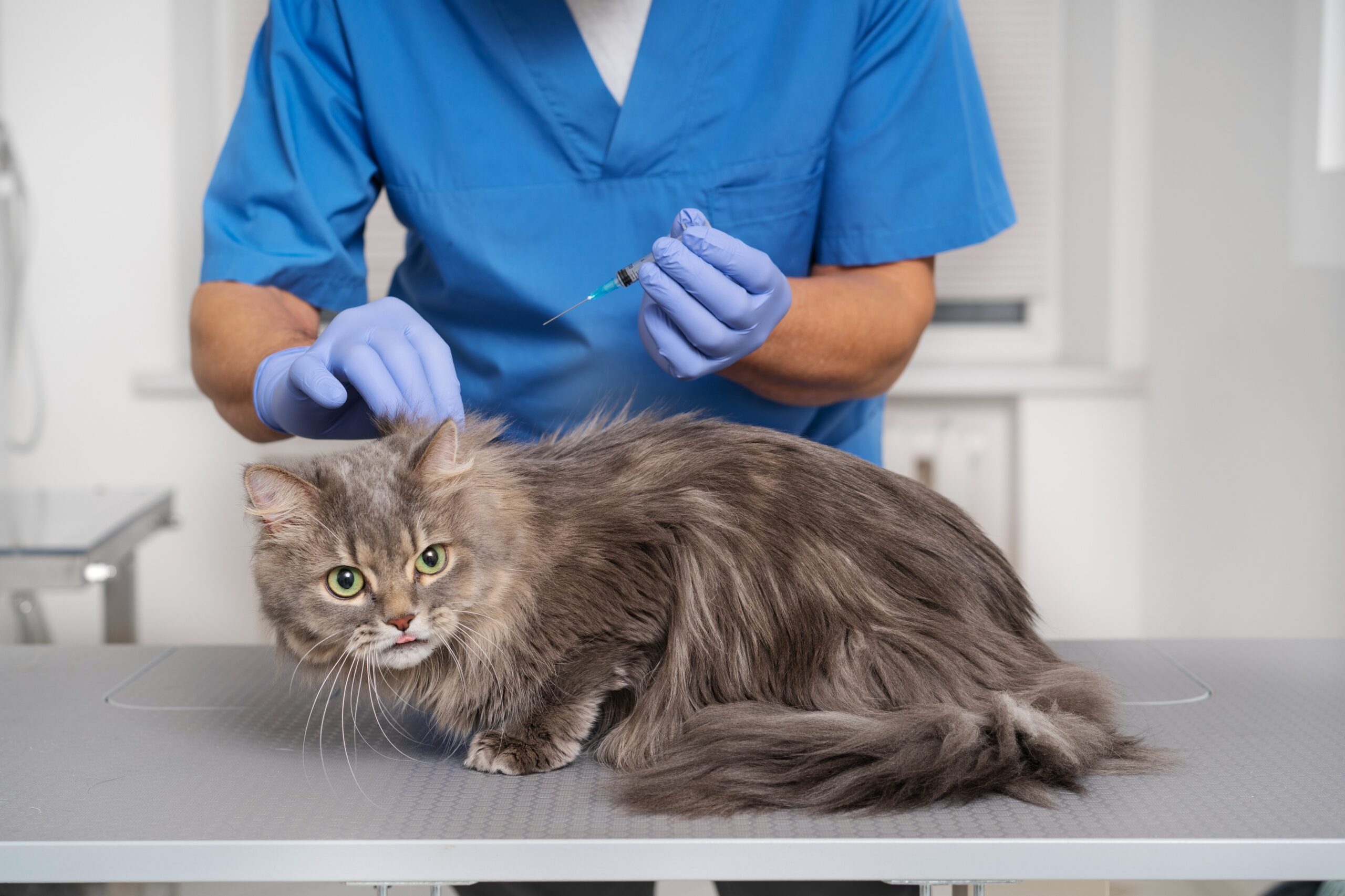 deworming treatment for cats