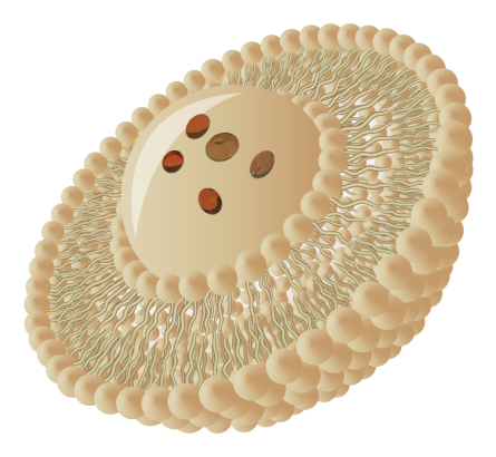 Liposomal Supplements B2b